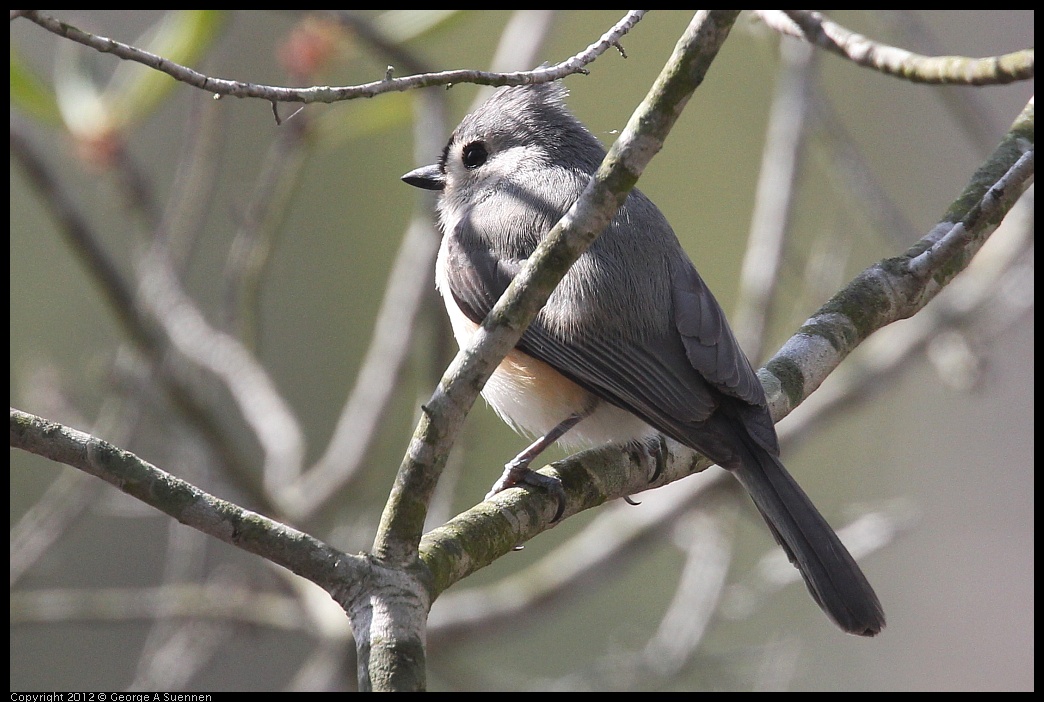 0412-114123-01.jpg - Tufted Titmouse