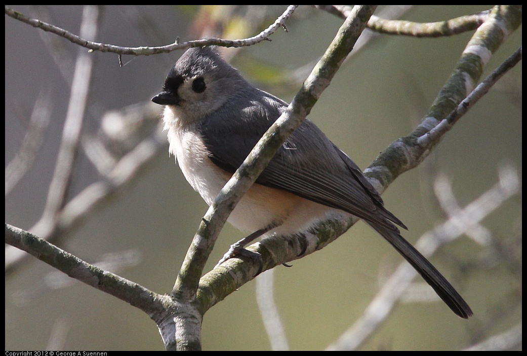 0412-114148-01.jpg - Tufted Titmouse