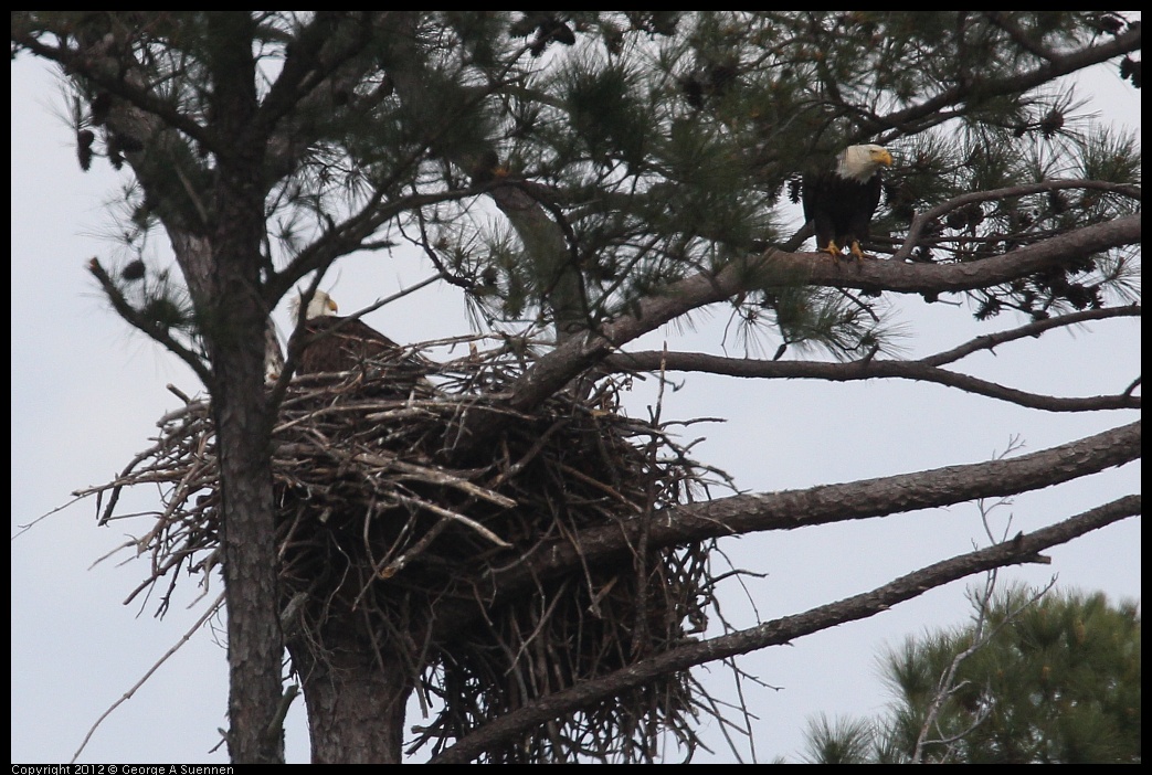 0412-115900-02.jpg - Bald Eagle