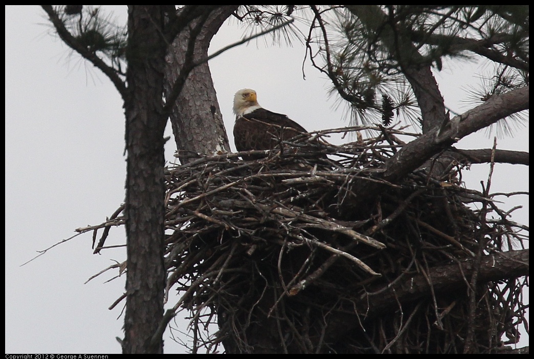 0412-120002-02.jpg - Bald Eagle