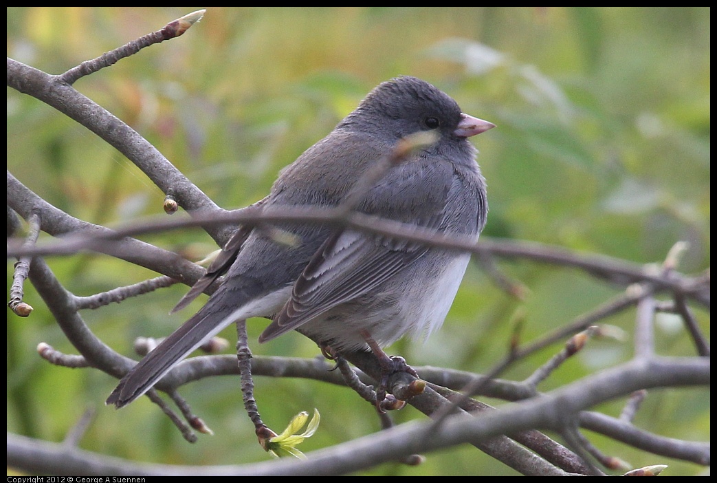 0412-120102-05.jpg - Dark-eyed Junco (Slate-colored?)