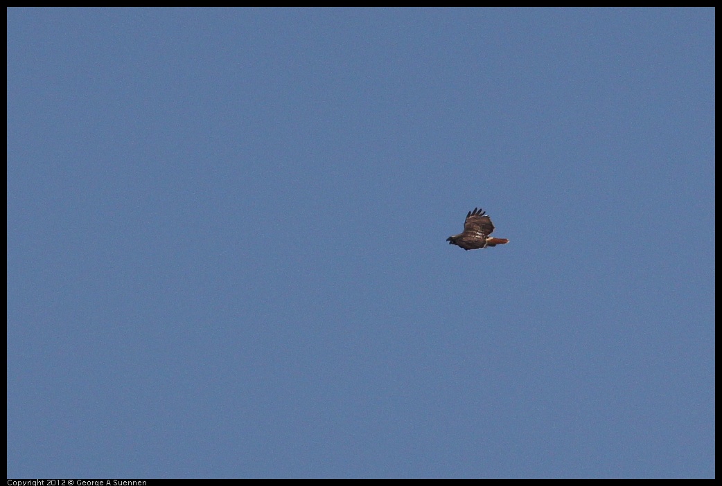 0412-122850-02.jpg - Red-tailed Hawk (for id purposes only)