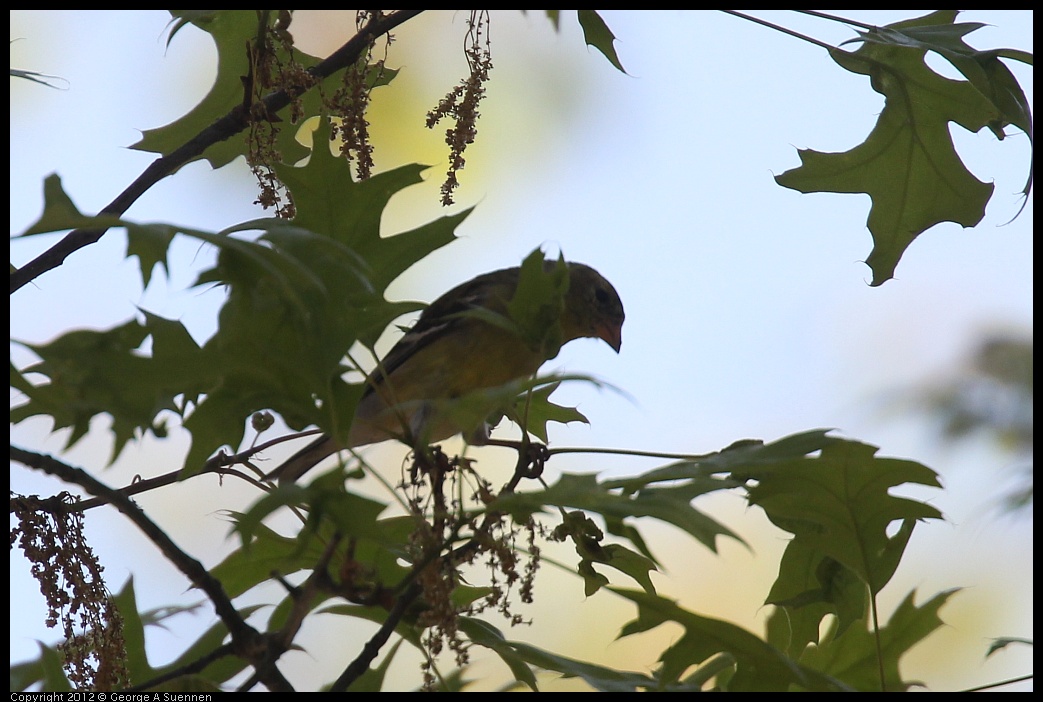 0413-083055-03.jpg - American Goldfinch