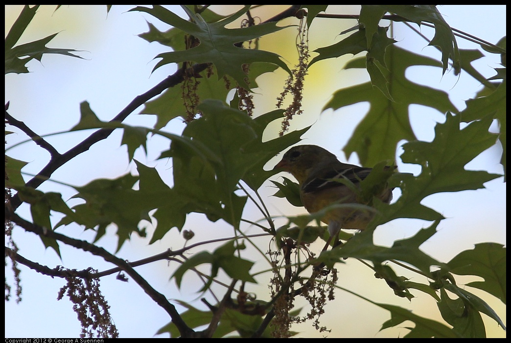 0413-083059-01.jpg - American Goldfinch