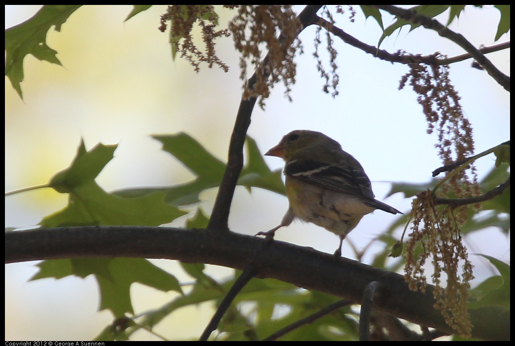 0413-083128-01.jpg - American Goldfinch