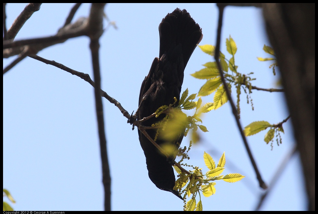 0413-085442-01.jpg - Boat-tailed Grackle