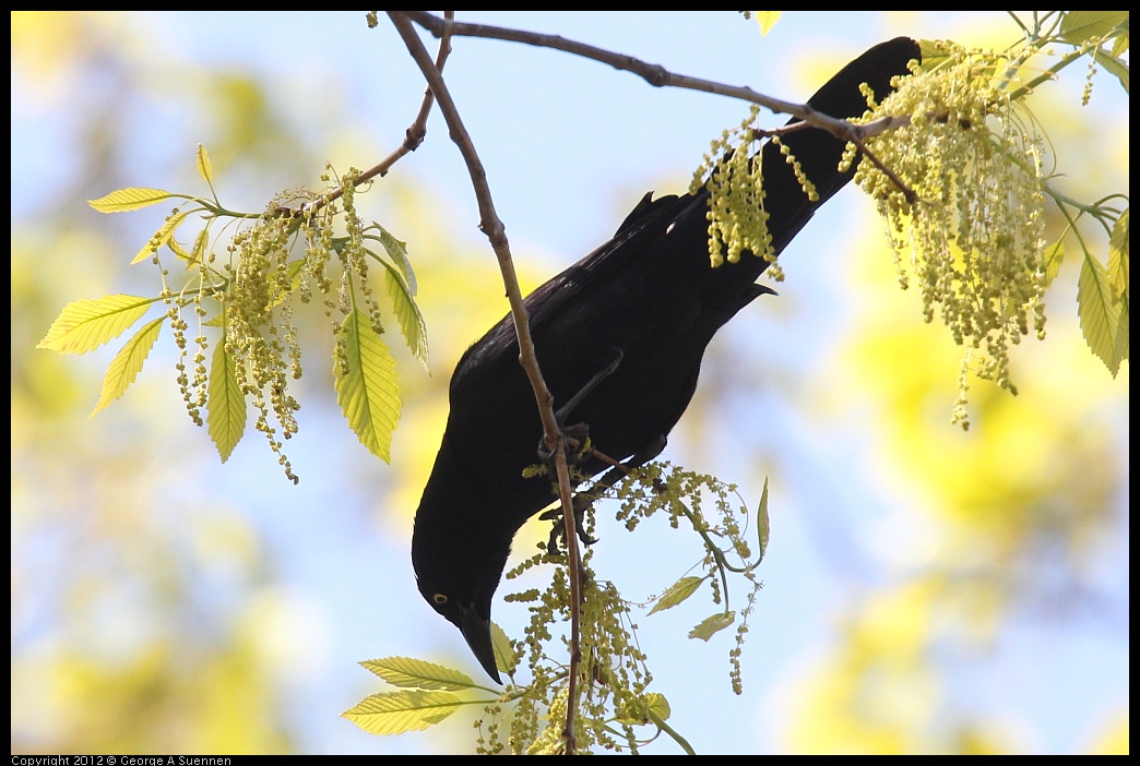 0413-085521-01.jpg - Boat-tailed Grackle