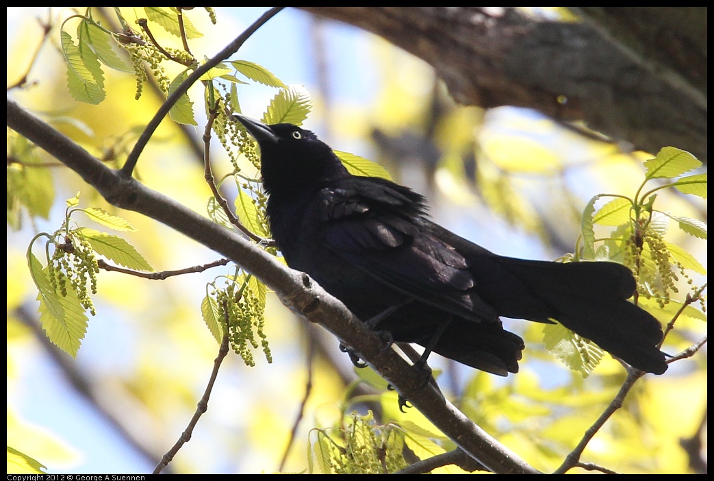 0413-085608-02.jpg - Boat-tailed Grackle