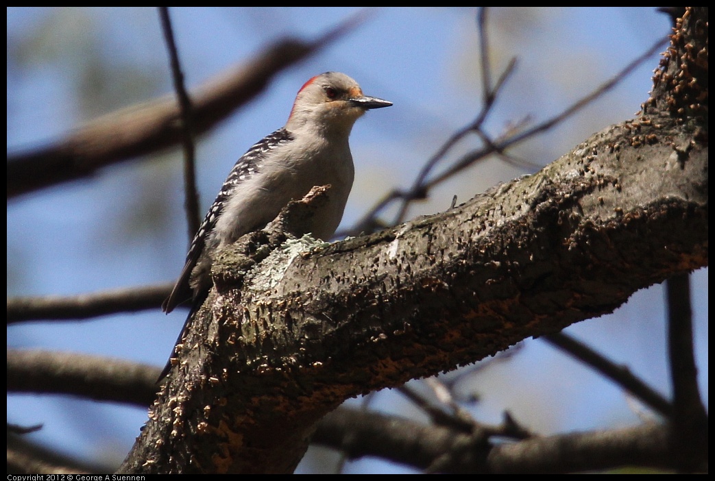 0413-090624-02.jpg - Red-bellied Woodpecker