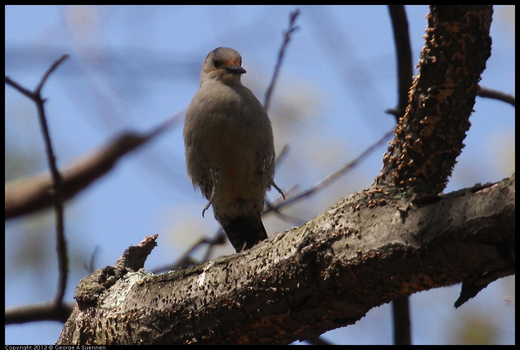 0413-090624-03.jpg - Red-bellied Woodpecker