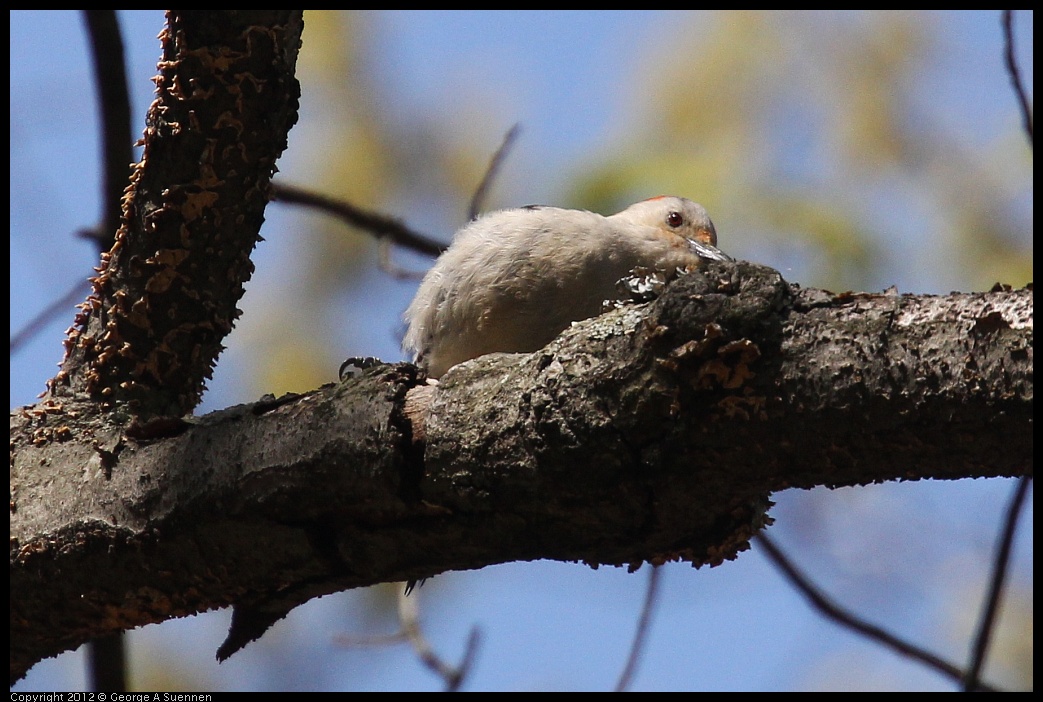 0413-090632-01.jpg - Red-bellied Woodpecker