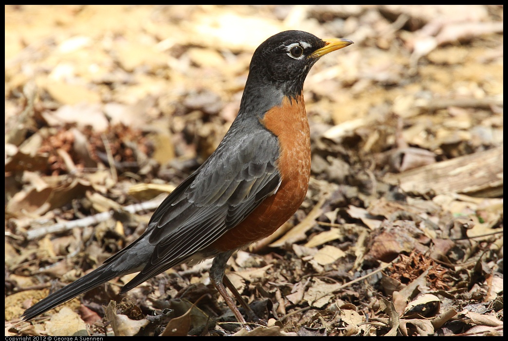 0413-092112-01.jpg - American Robin