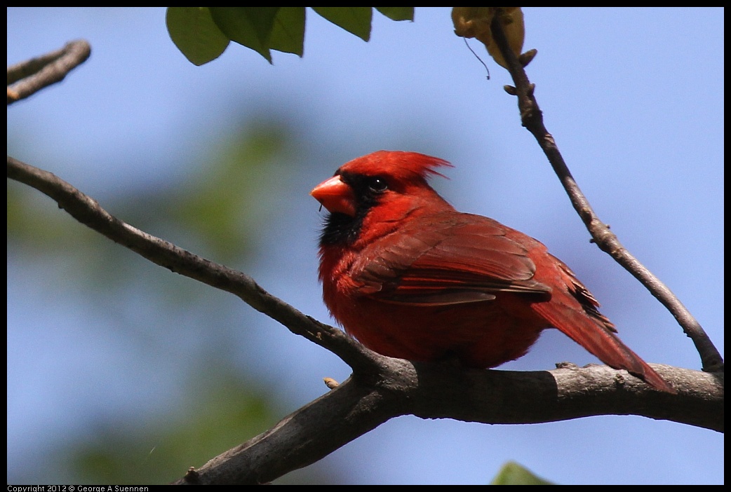 0413-094035-01.jpg - Northern Cardinal