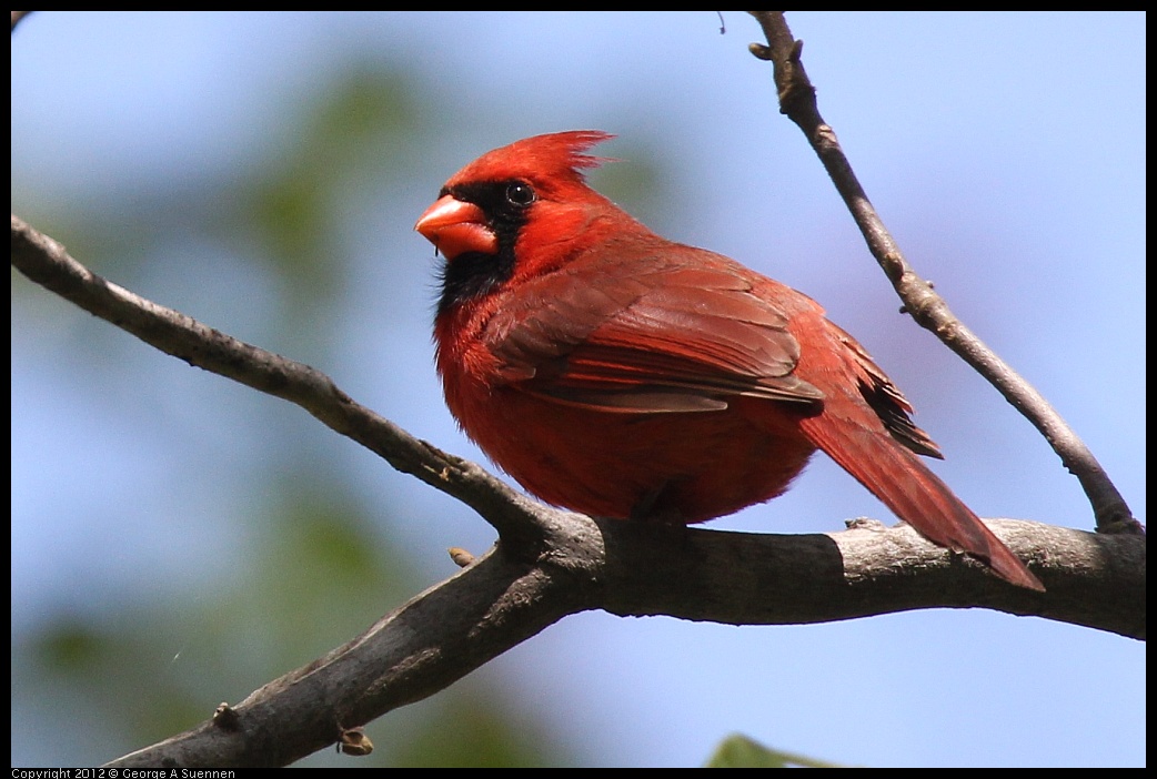 0413-094035-03.jpg - Northern Cardinal