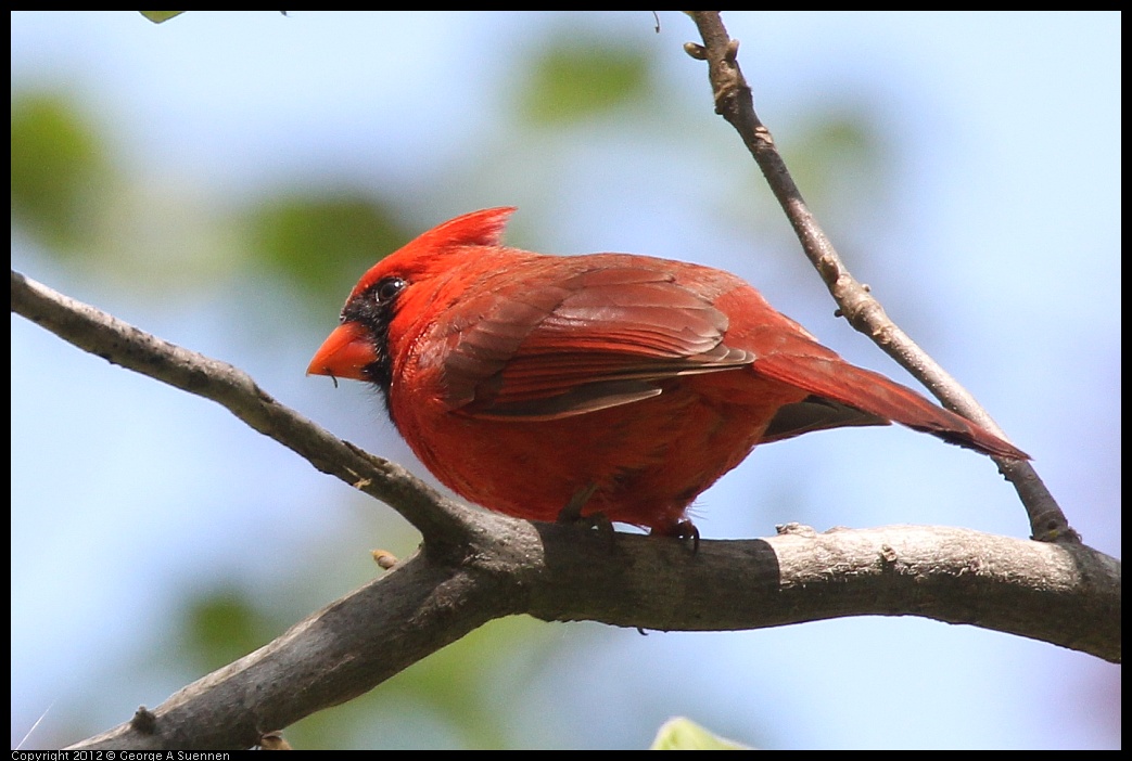 0413-094038-01.jpg - Northern Cardinal