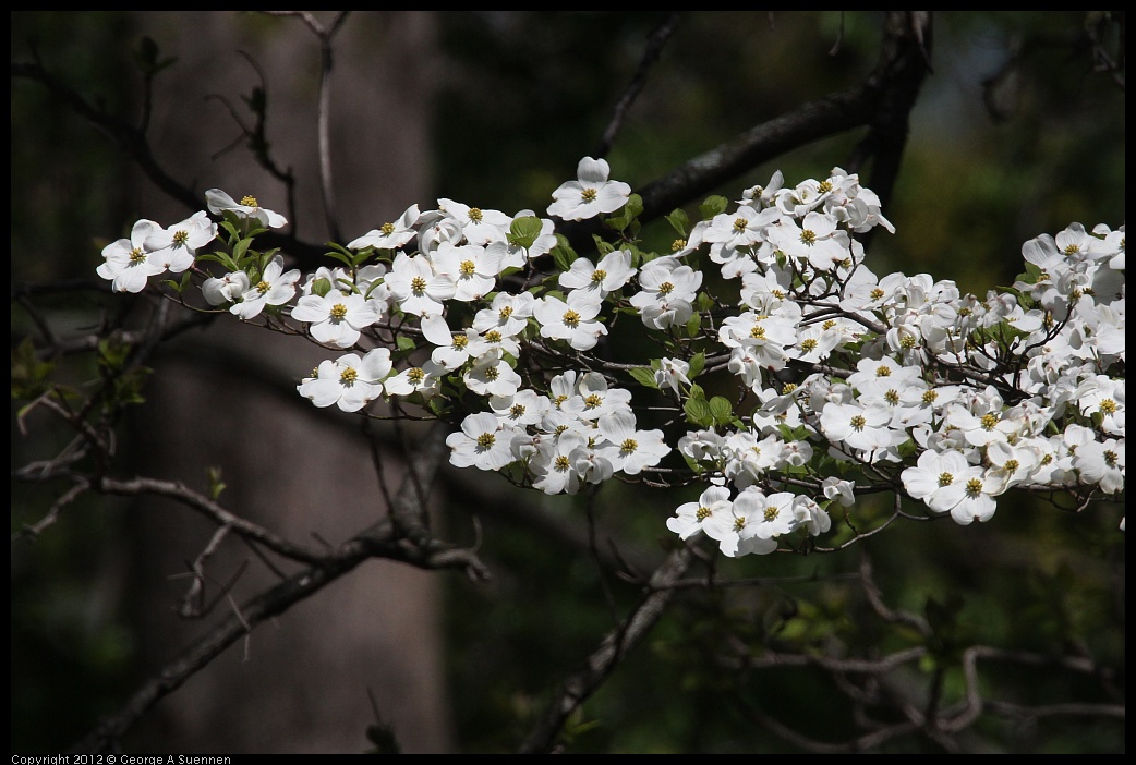 0413-094549-01.jpg - Flowers