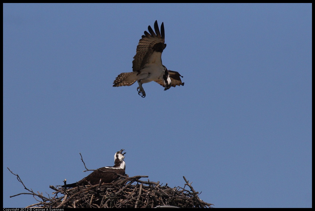 0413-102342-02.jpg - Osprey