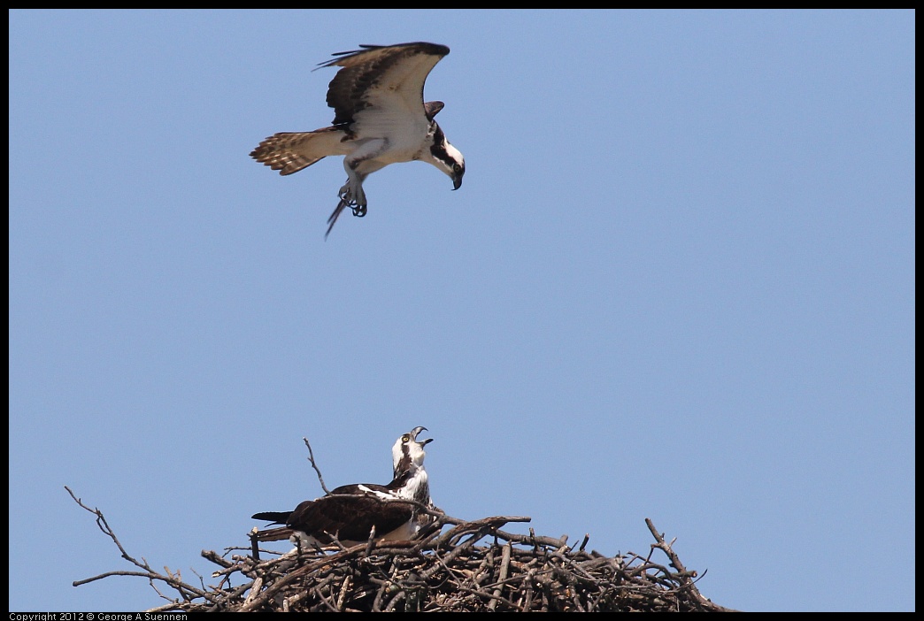 0413-102344-01.jpg - Osprey