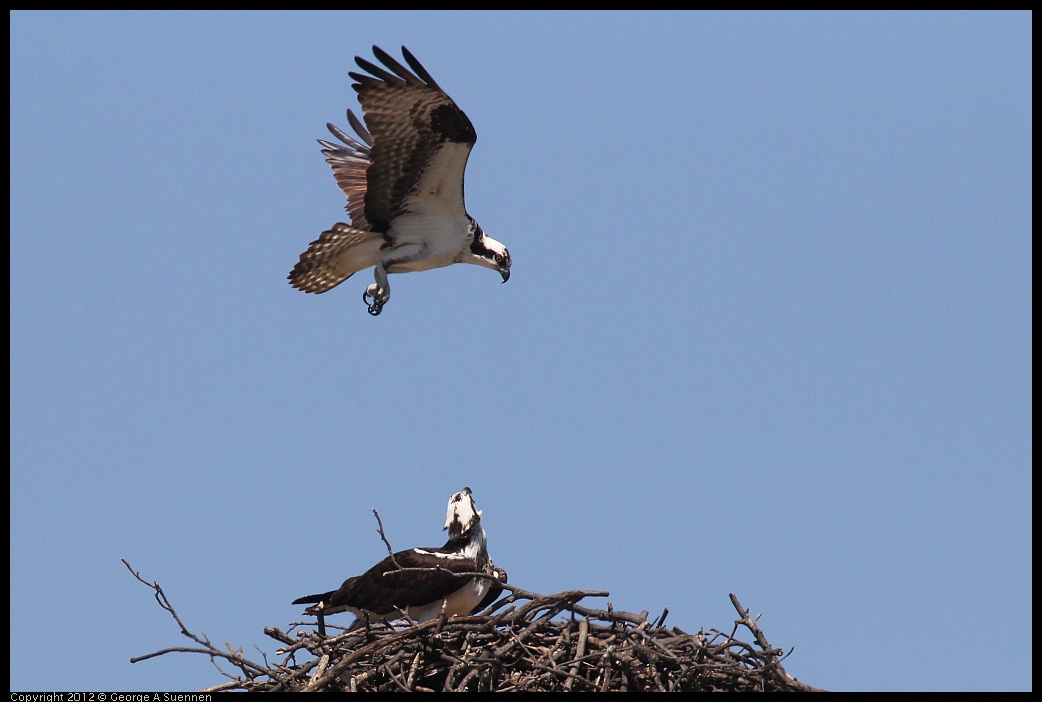 0413-102344-04.jpg - Osprey