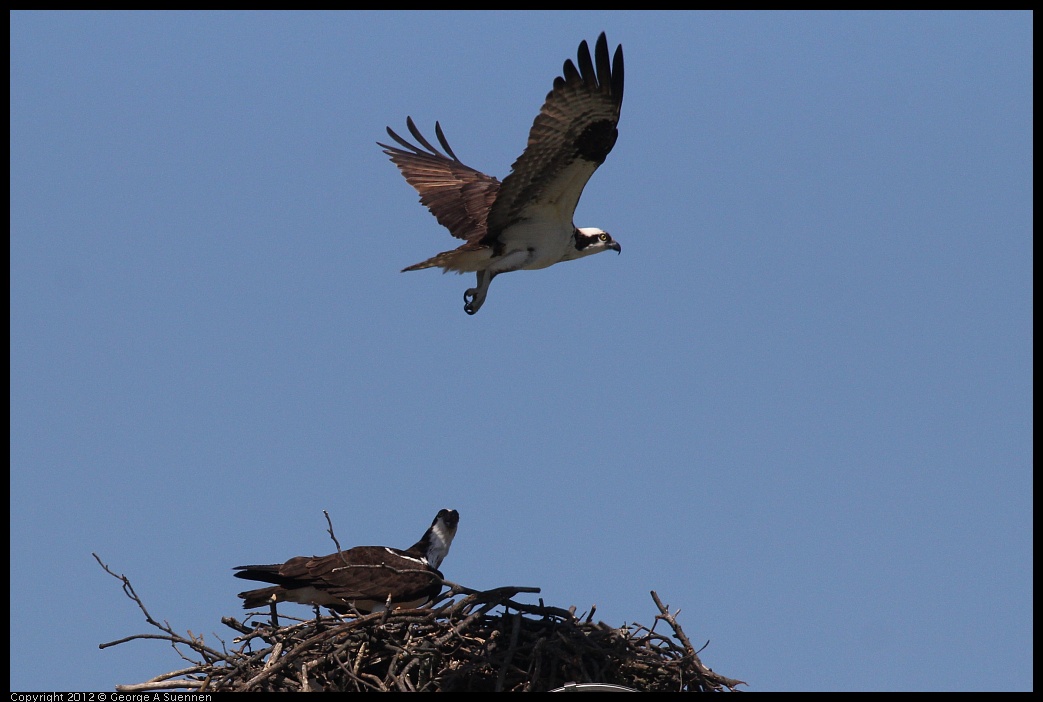 0413-102347-02.jpg - Osprey