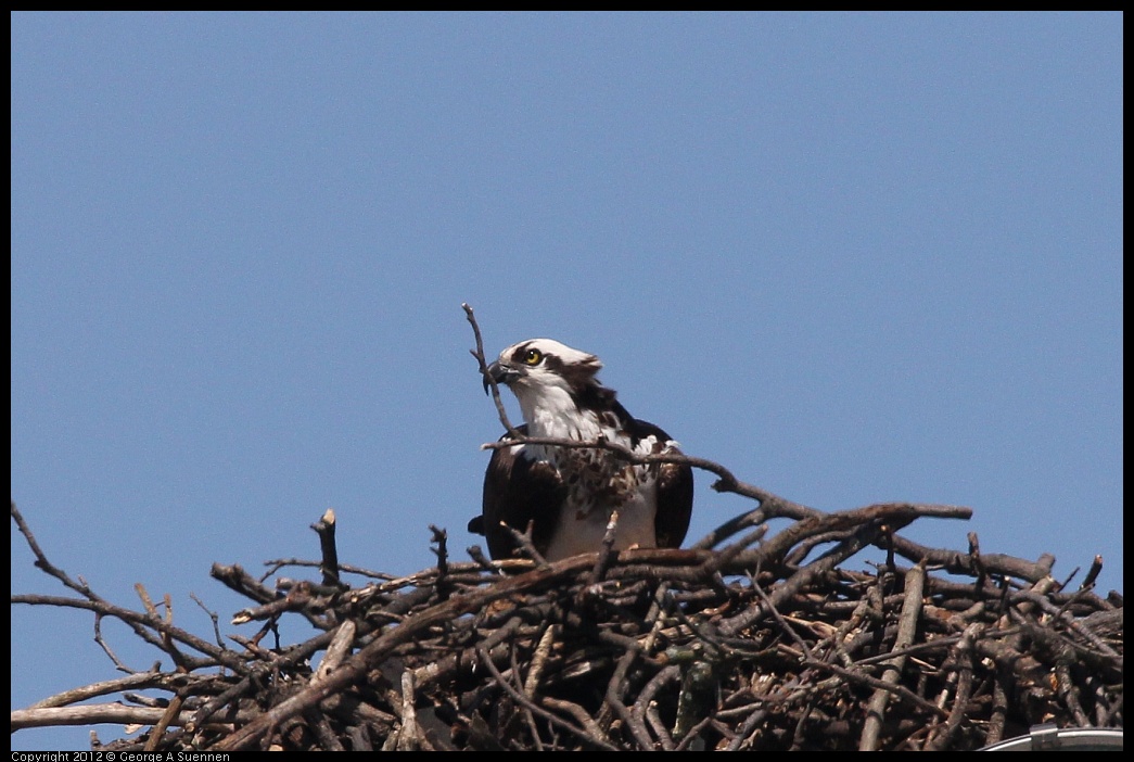 0413-102504-03.jpg - Osprey