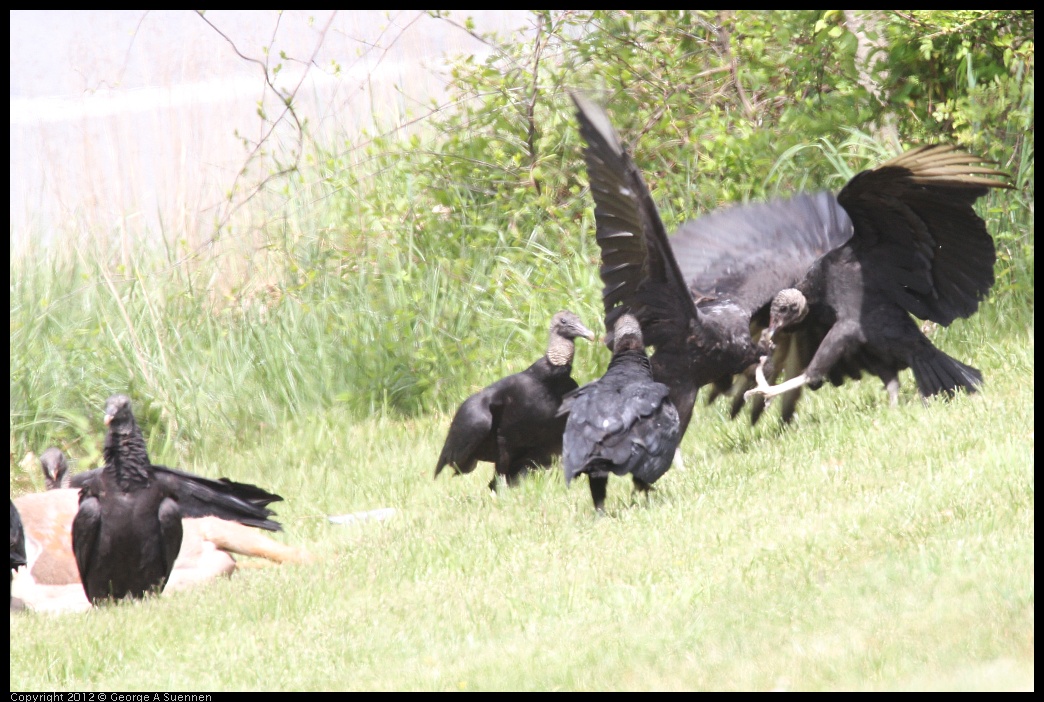 0414-083437-04.jpg - Black-headed Vulture