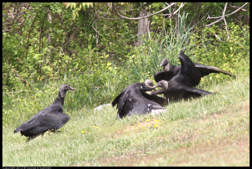 0414-083449-02.jpg - Black-headed Vulture