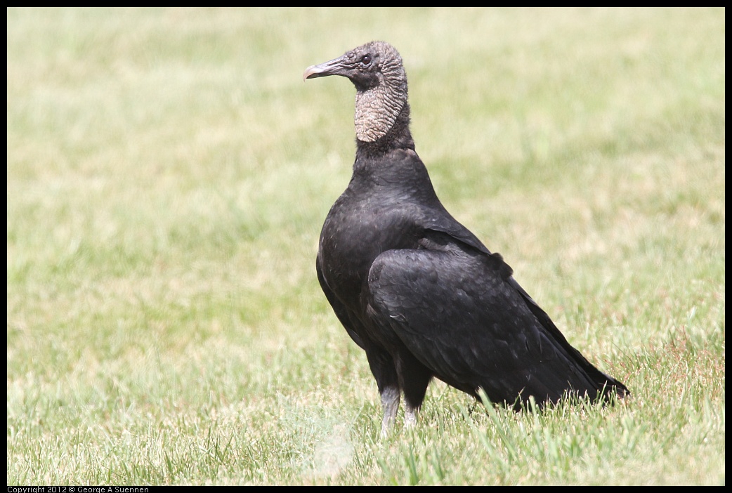 0414-083535-02.jpg - Black-headed Vulture