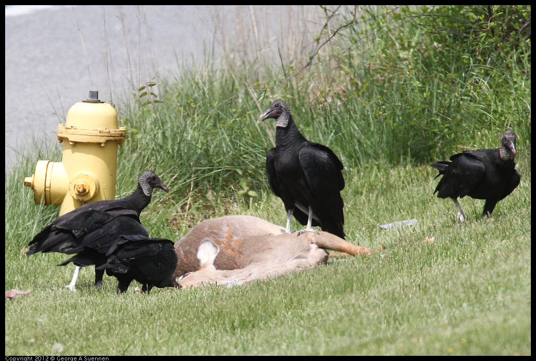 0414-083702-01.jpg - Black-headed Vulture