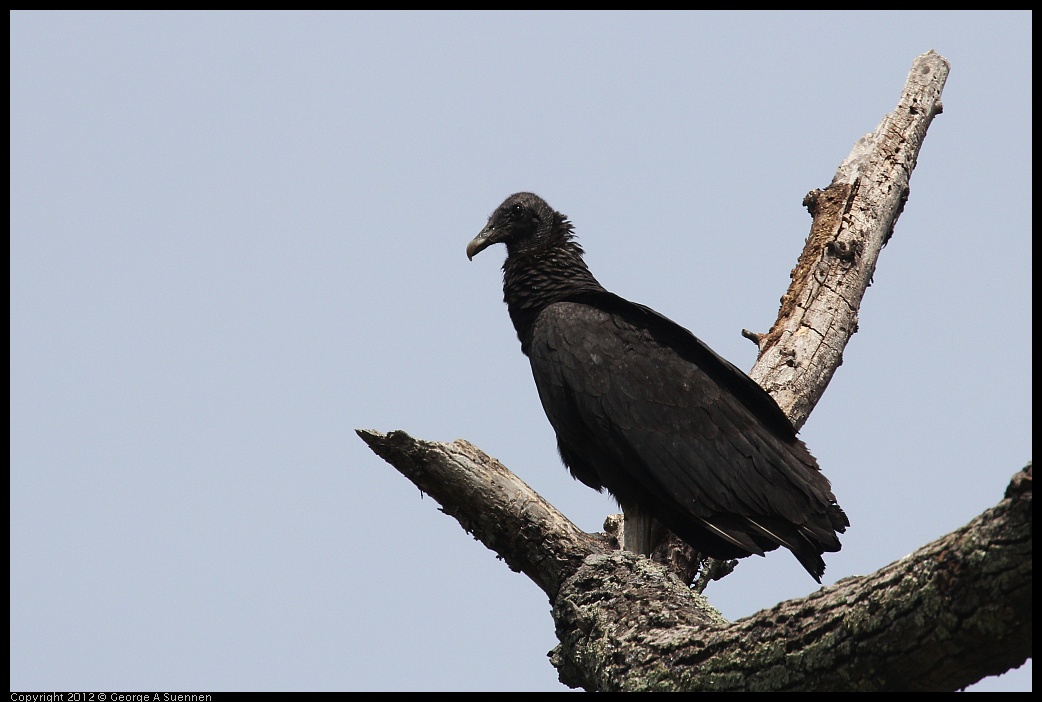 0414-084024-01.jpg - Black-headed Vulture