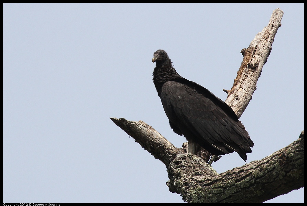 0414-084024-02.jpg - Black-headed Vulture