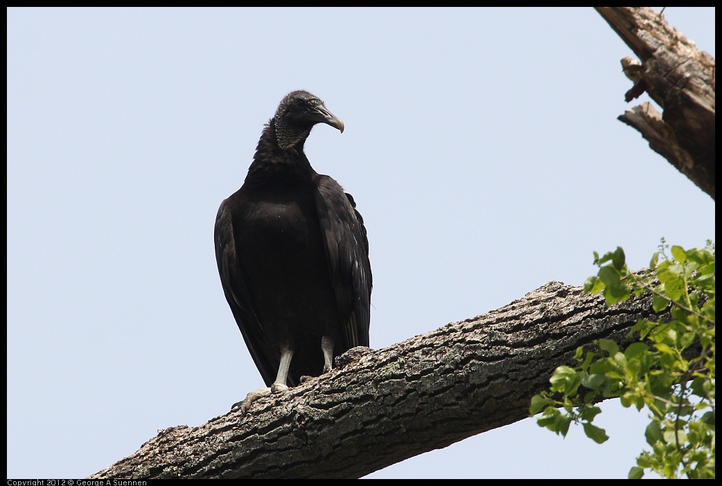 0414-084029-02.jpg - Black-headed Vulture