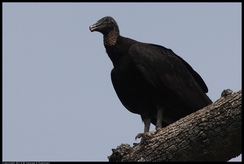 0414-084036-01.jpg - Black-headed Vulture