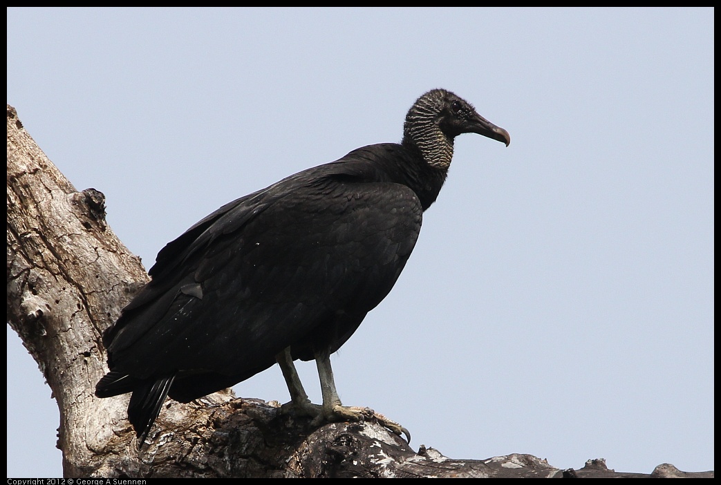 0414-084046-01.jpg - Black-headed Vulture