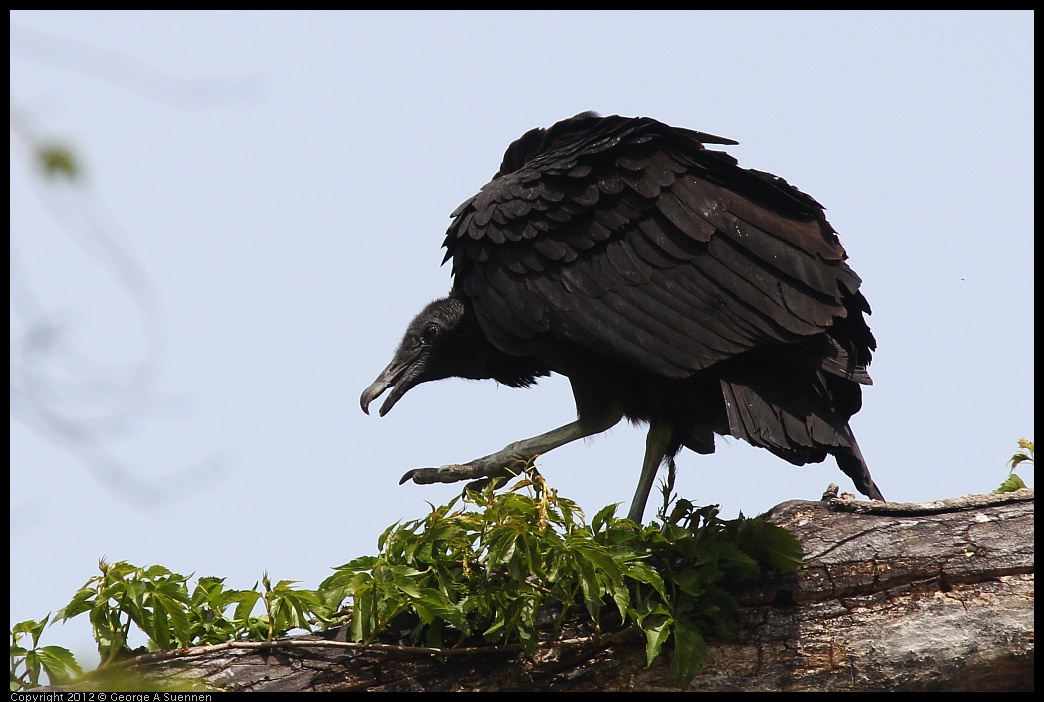 0414-084050-03.jpg - Black-headed Vulture