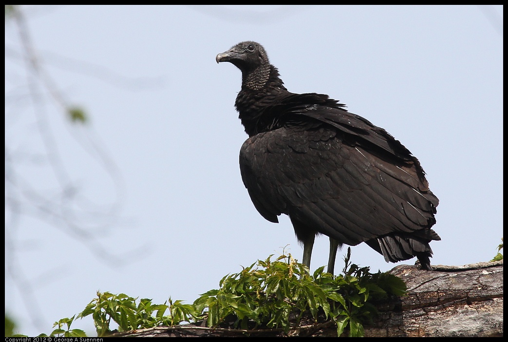 0414-084053-03.jpg - Black-headed Vulture