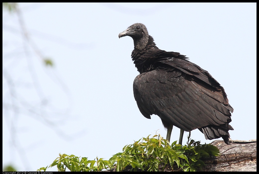 0414-084054-02.jpg - Black-headed Vulture