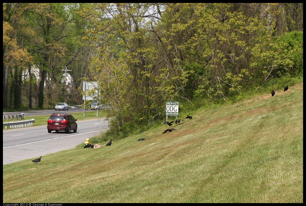 0414-133331-01.jpg - Black-headed Vulture