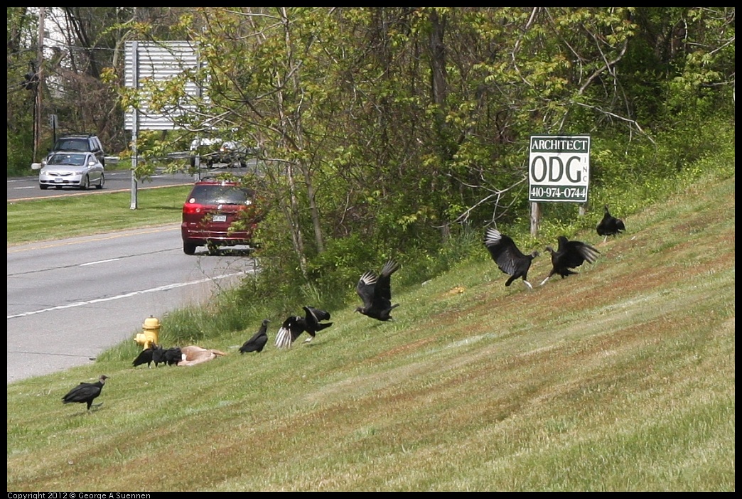 0414-133332-01.jpg - Black-headed Vulture