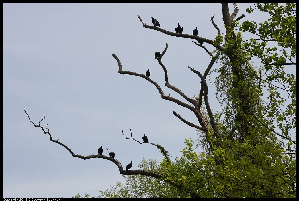 0414-134015-01.jpg - Black-headed Vulture