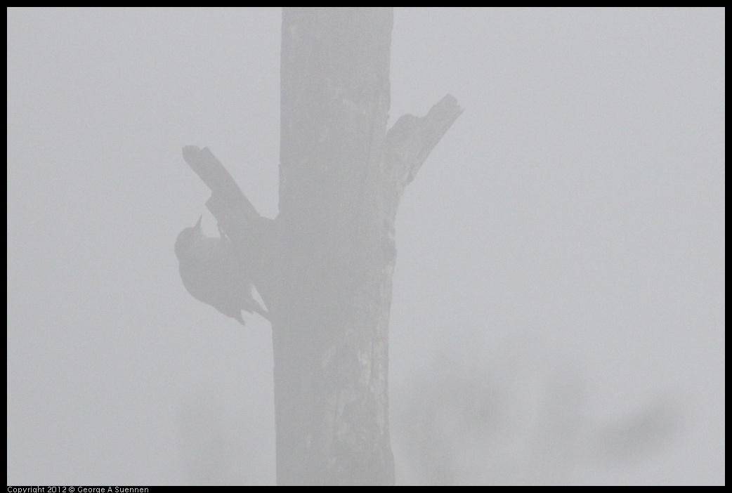 0417-074921-01.jpg - Nuttall's Woodpecker