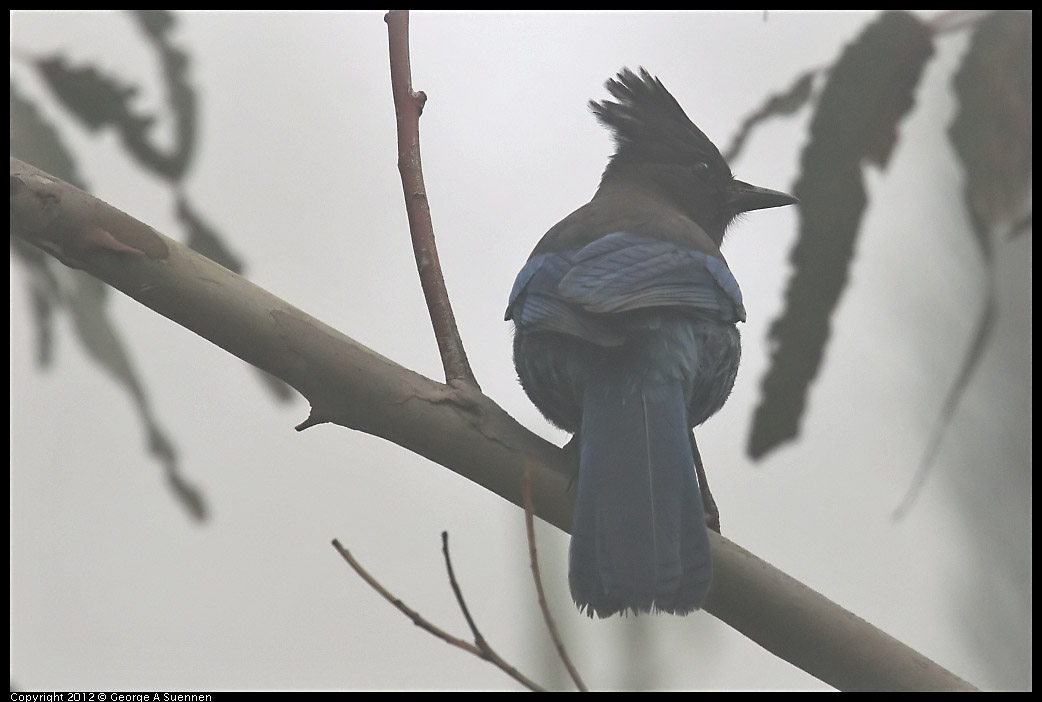 0417-075301-01.jpg - Stellar Jay