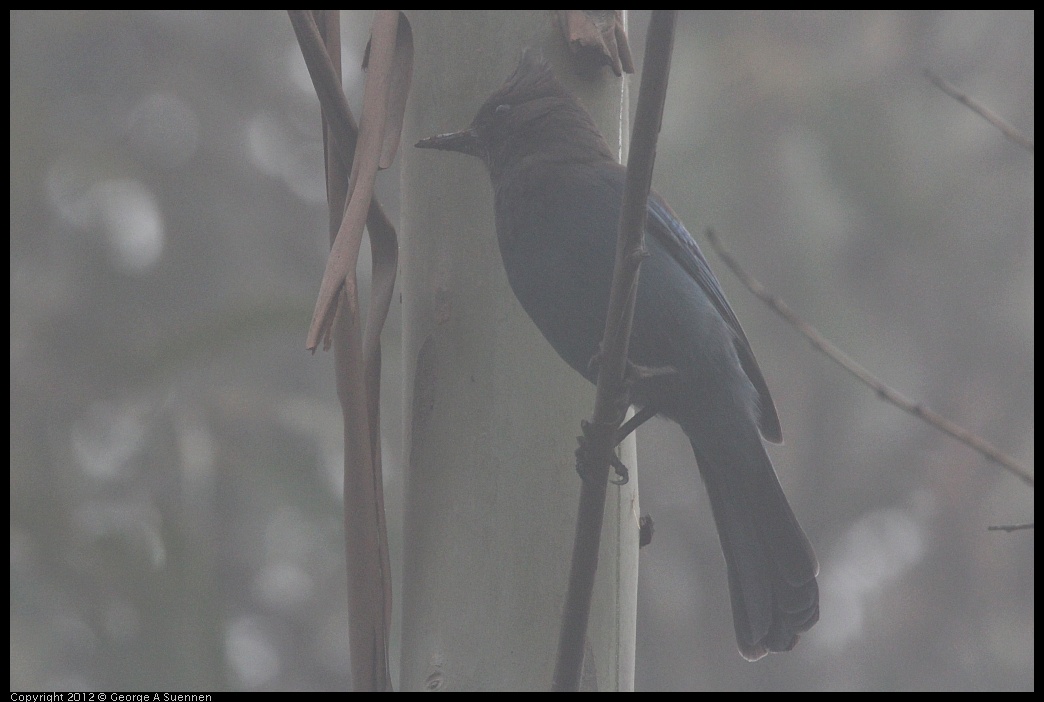 0417-075326-01.jpg - Stellar Jay