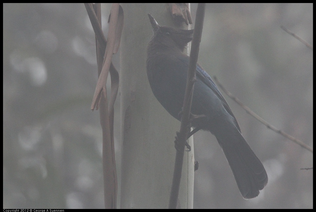 0417-075326-02.jpg - Stellar Jay