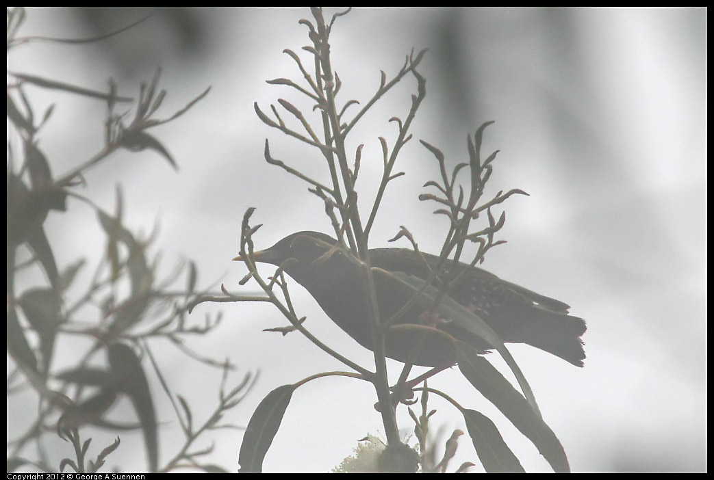 0417-075446-01.jpg - European Starling