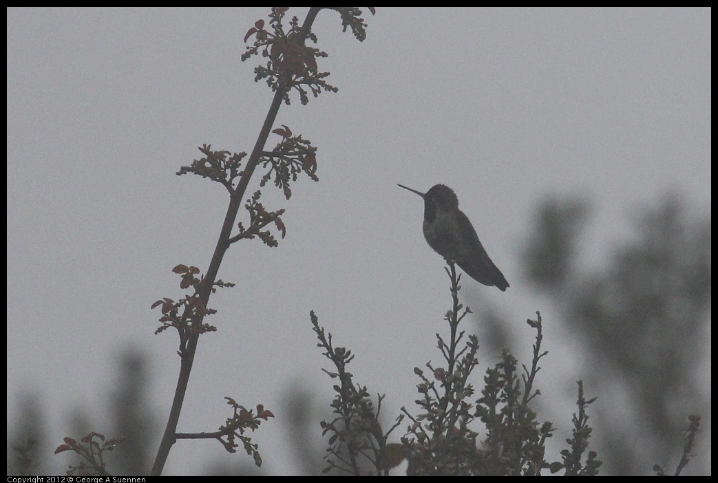 0417-083959-02.jpg - Anna's Hummingbird