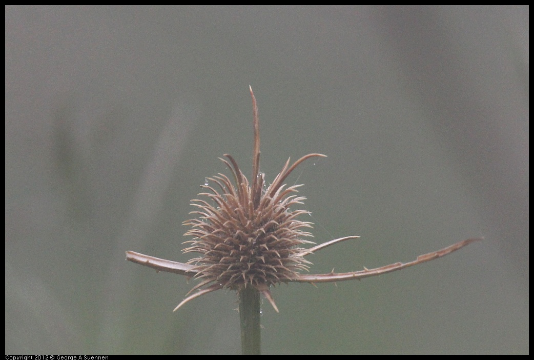 0417-084427-01.jpg - Thistle