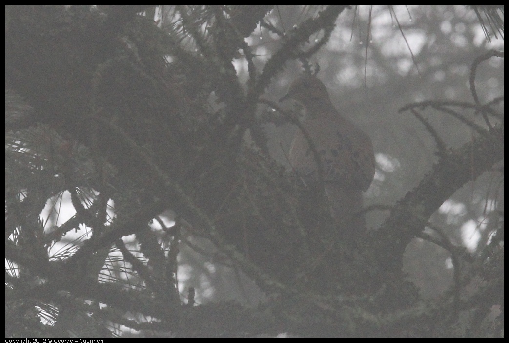 0417-090033-02.jpg - Mourning Dove