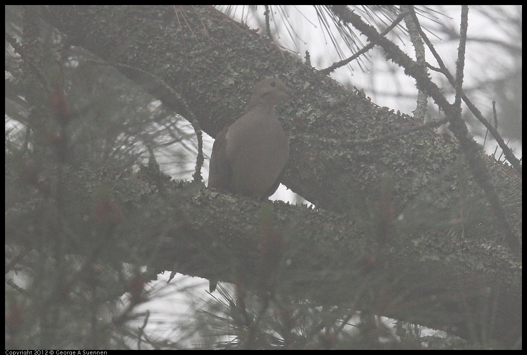 0417-090148-01.jpg - Mourning Dove