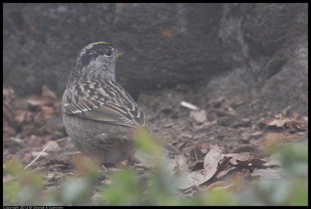 0417-092827-01.jpg - Golden-crowned Sparrow